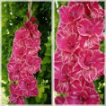 /album/cyklamenovo-purpurove/rigel-exotic-jpg/